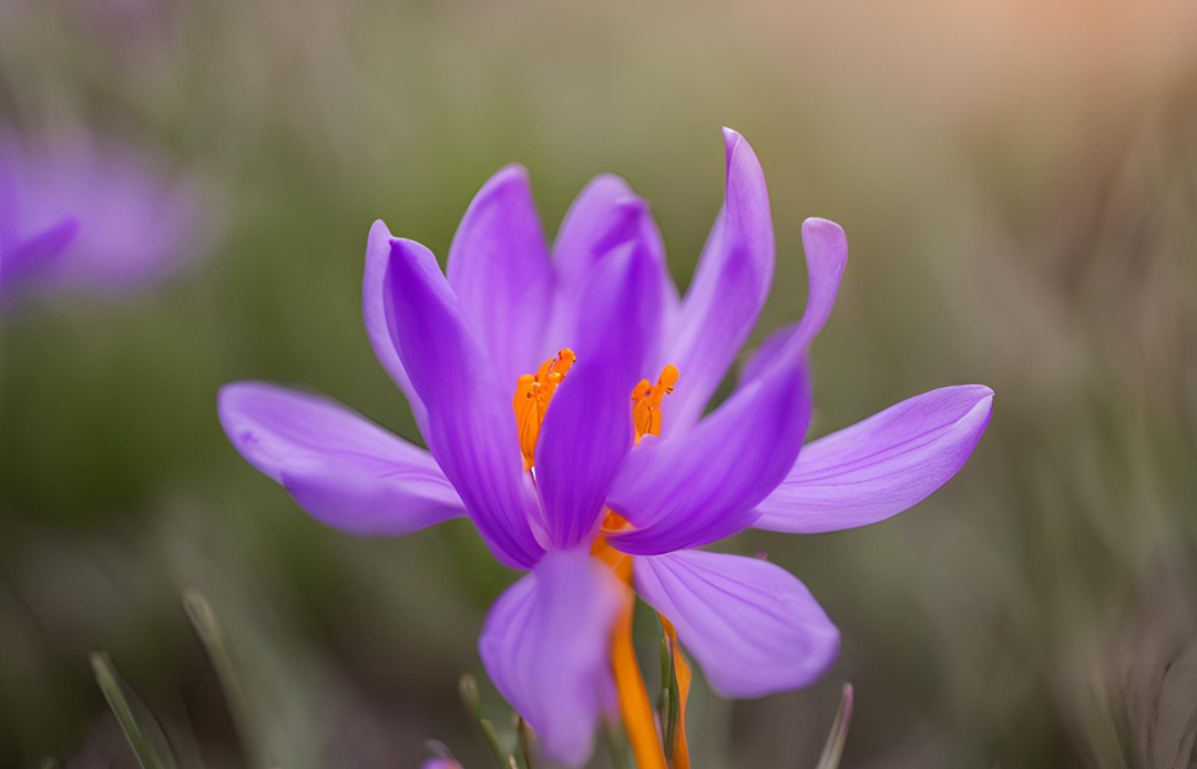 Saffron Flower